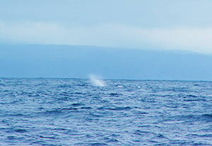 マッコウクジラの潮吹き