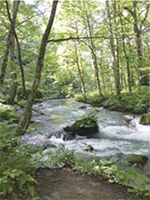 奥入瀬渓流
